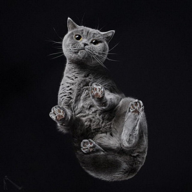 Коты и Кошки