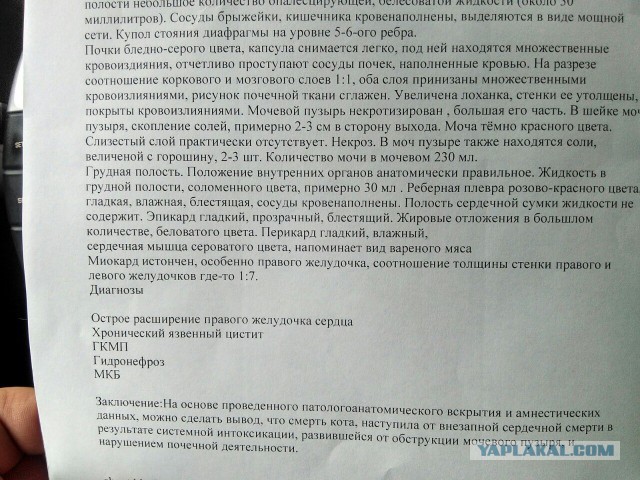 Сегодня ночью умер наш кот...