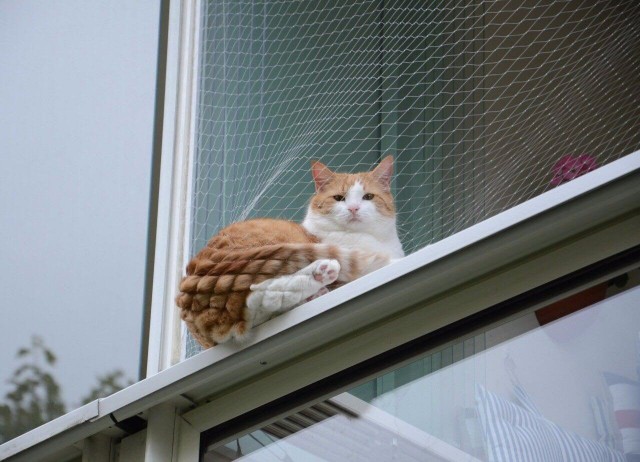 Коты и Кошки