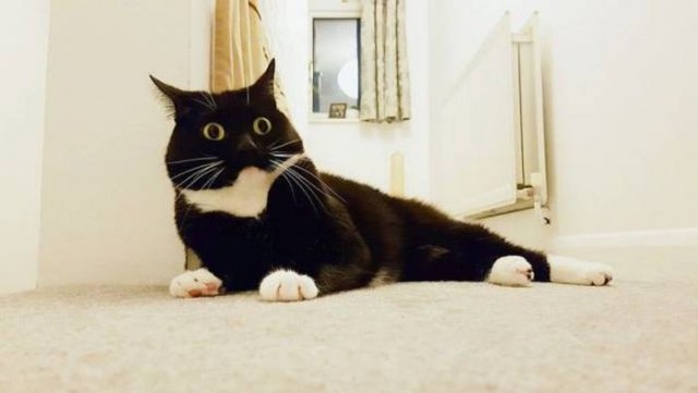 Коты и Кошки