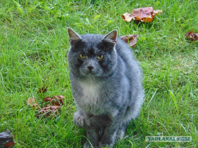 "Котовторник 26.09.2017"