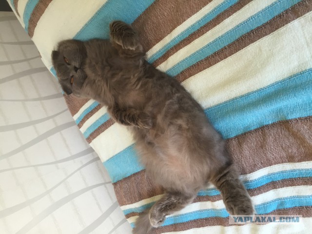 Бенгальская деваха
