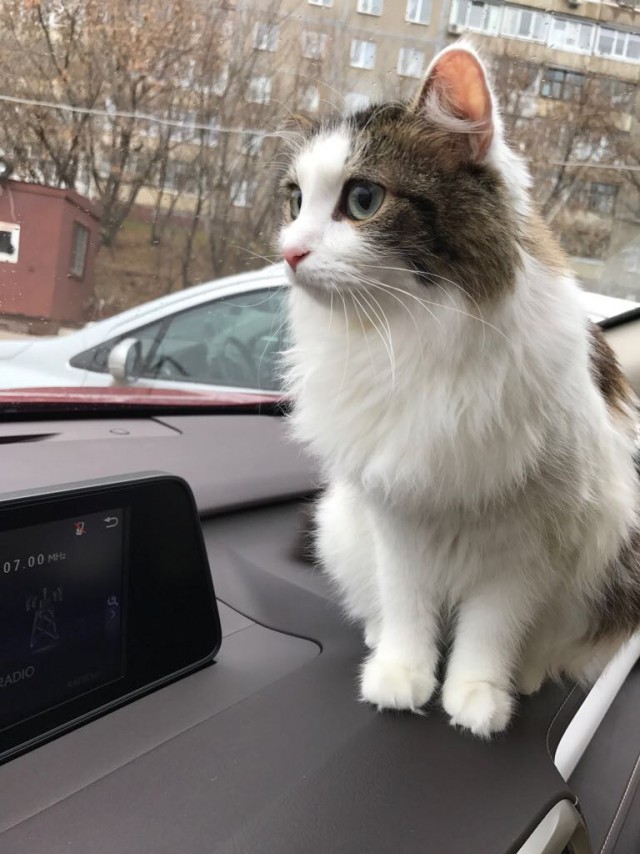 Кошачья морда