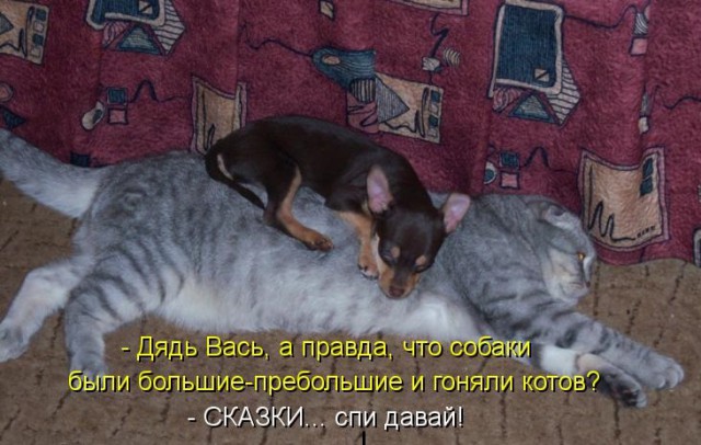 Котовторник 07.11.2017