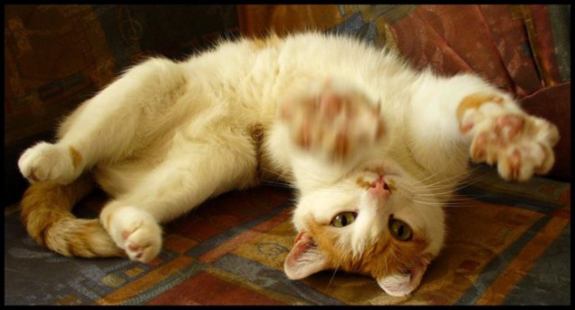 Коты и Кошки
