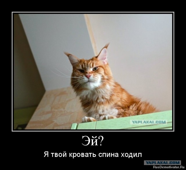 Как отучить кота мешать спать.