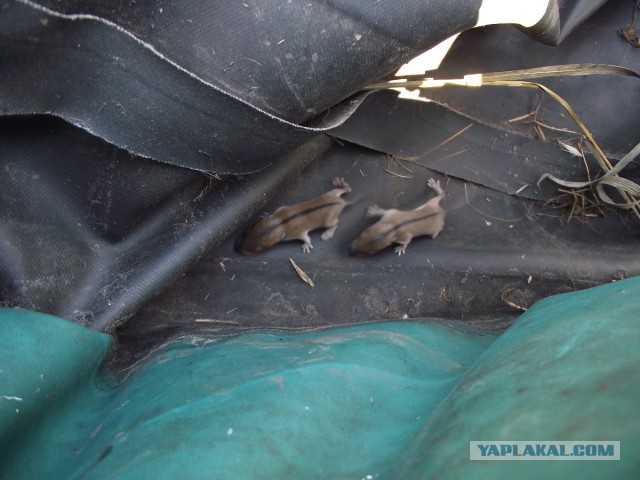 Просто Природа