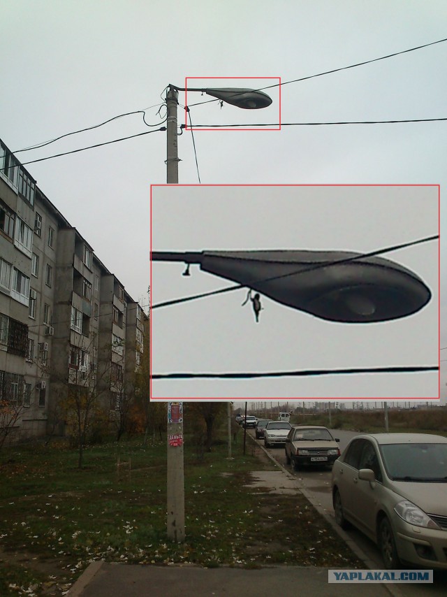Мышь повесилась