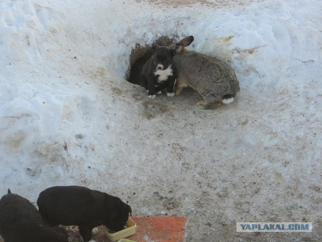 Кролик спас щенков и заменил им мать