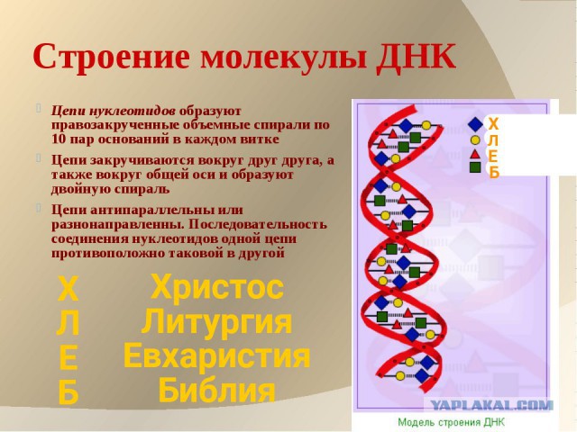 Код жизни