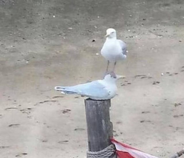 Живность из сети