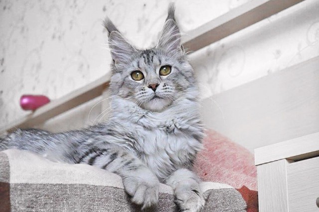 Немного милоты