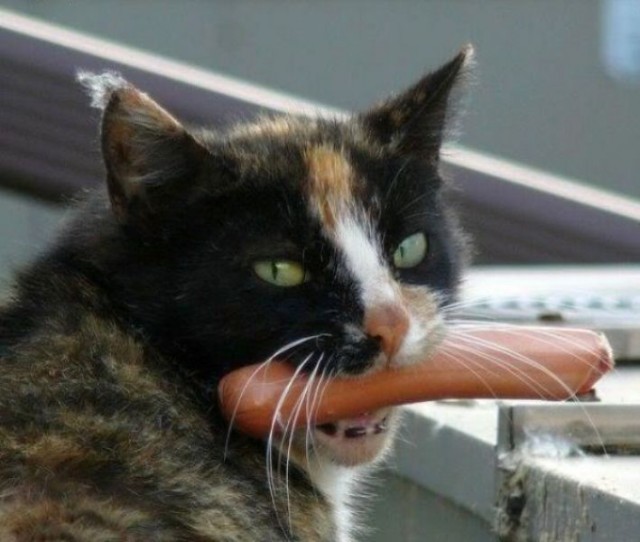 Котовторник!