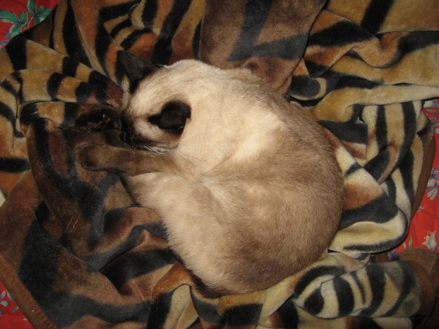 Котовторник, для любителей кошек