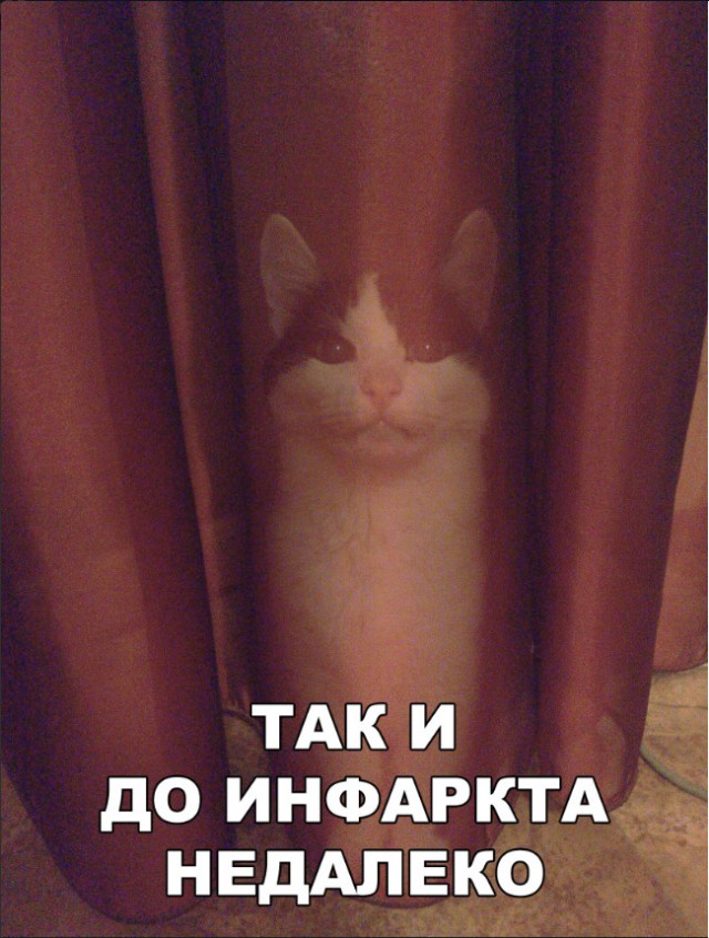 Немного милоты