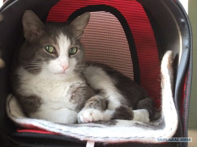Котовторник так котовторник!