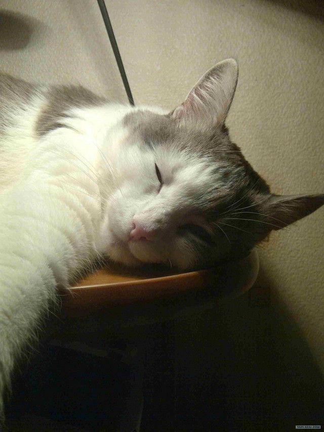 Ну и где ваш котовторник?