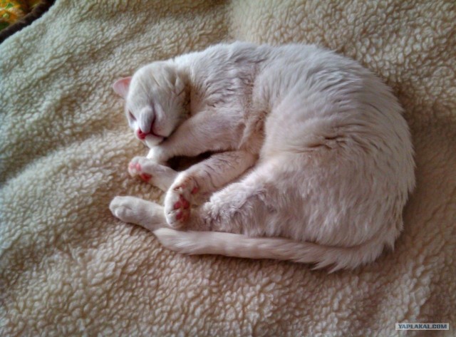 Котовторник 13.12.11 - магическе числа