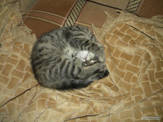 Котовторник (31.01.2012)