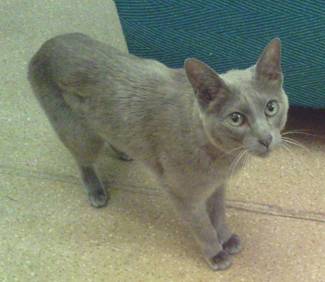 Котовторник! 13.03.2012