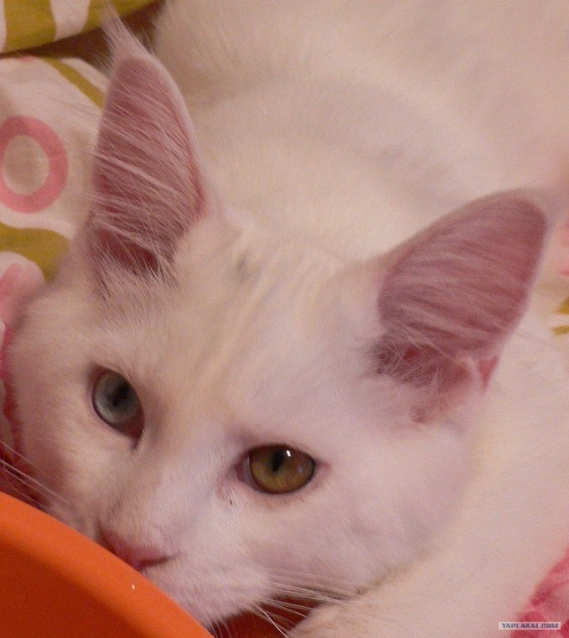 Кот - качок