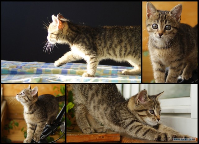 Котовторник на 26.06.12