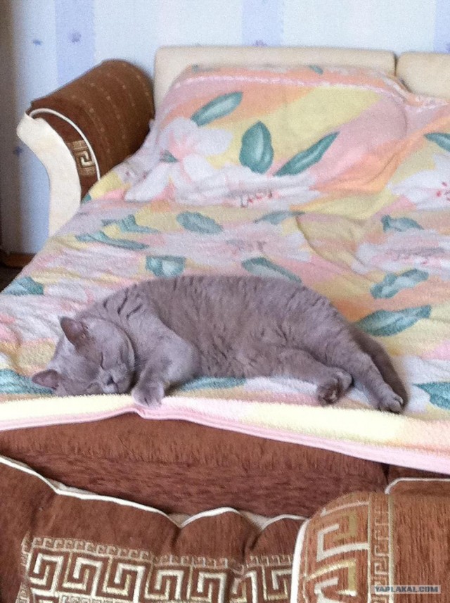 Котовторник 10. 07. 2012