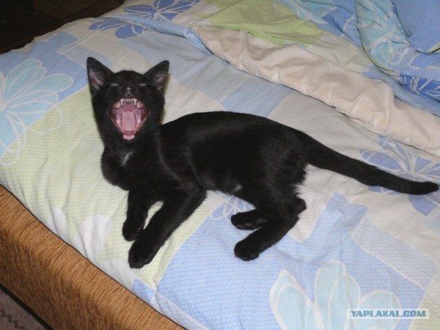 Котовторник 07.08.2012