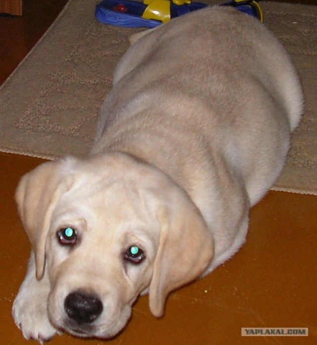 Собакочетверг