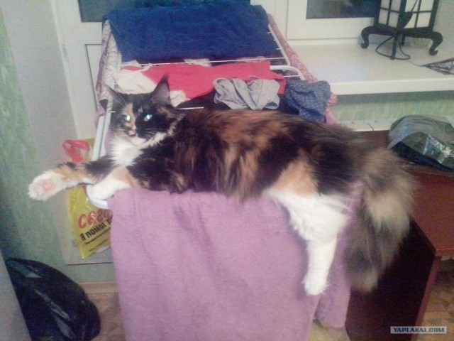 Котэ в кредит