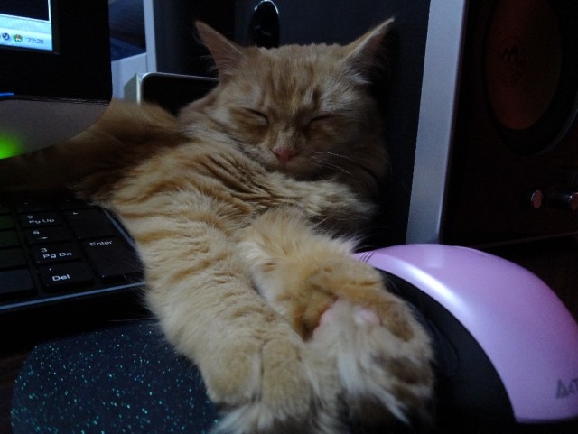 Котовторник 12.02.13