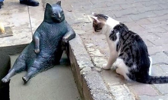 Забавные фото котеек