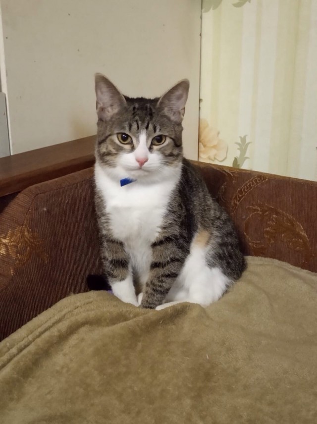 Забавные фото котеек