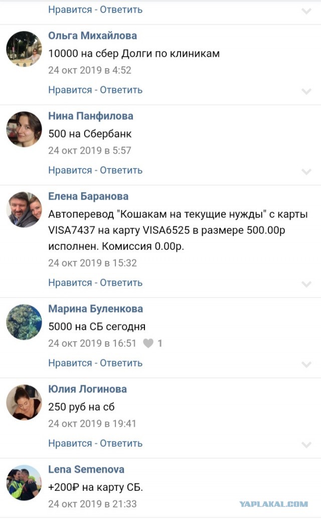 Помогите вернуть кота! Приют "Преданное сердце" украл кота и не отдает!