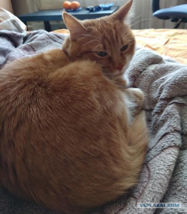 Давайте по котикам, которые с нами на самоизоляции