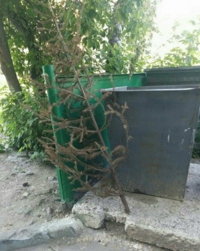 Дурдом 3