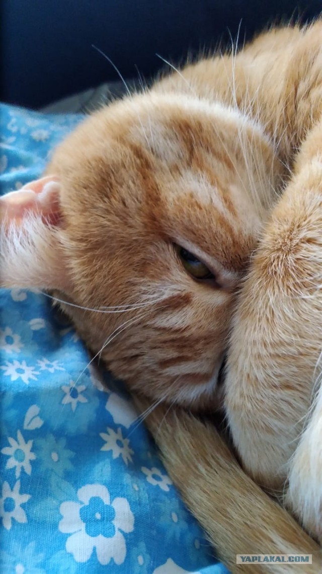 Котовторник 13.10.2020