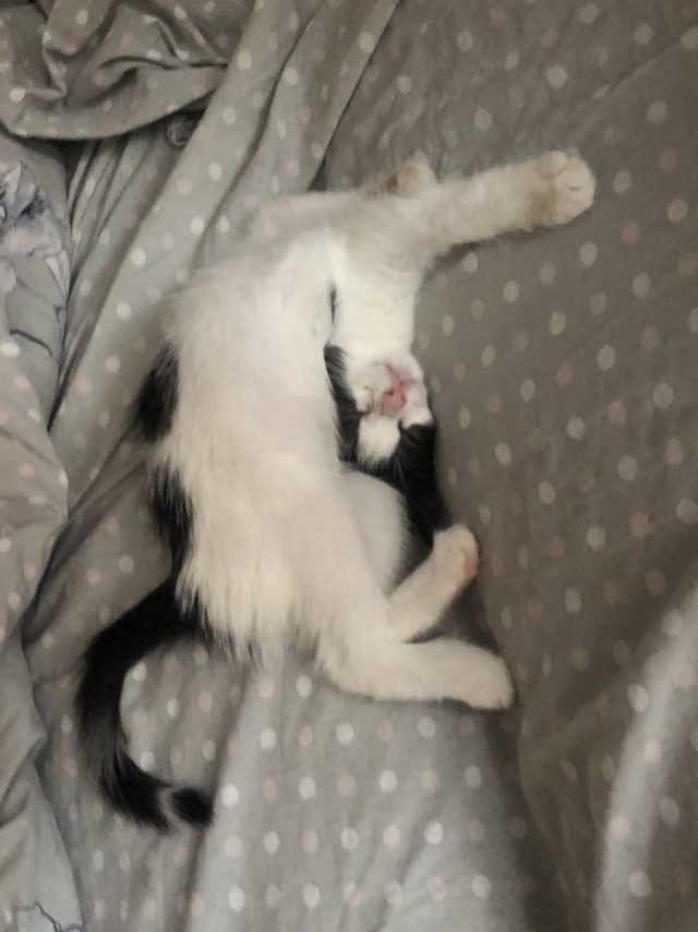 Котокартинки и котобуквы