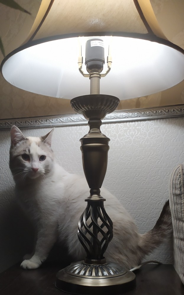 Моя красотка