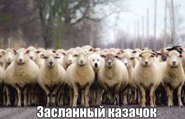 Чичерину вызвали на допрос в уголовный розыск