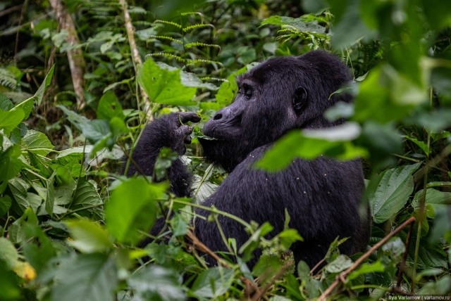 Уганда: самая настоящая Африка с гориллами и носорогами!