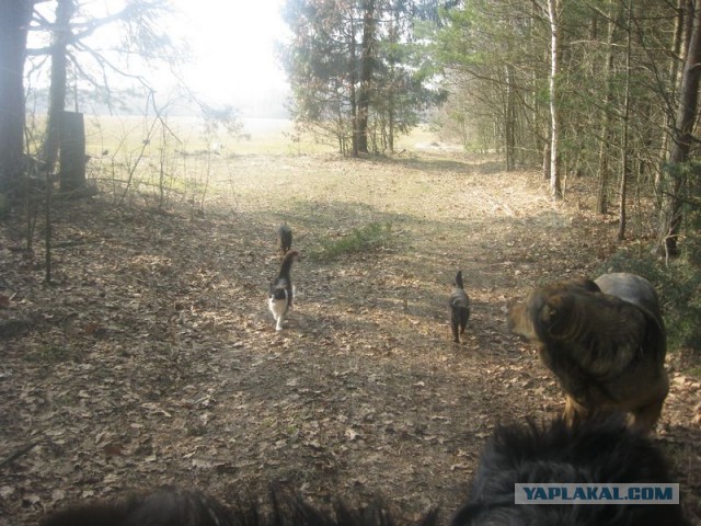 Жизнь домашнего приюта для котеек 335