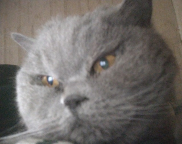 Ушла на радугу.