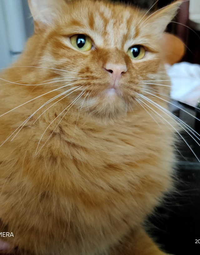 Котовторник
