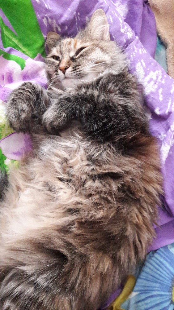 Котовторник 25.01.22