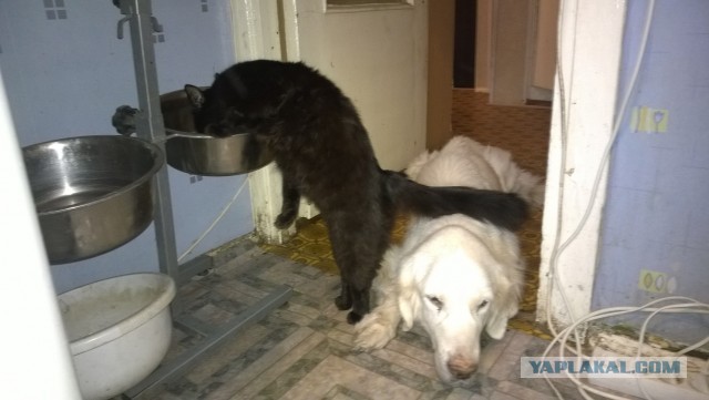 Как заставить кота побольше пить