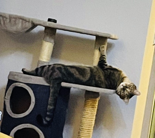 Ну, поехали в котоввторник!