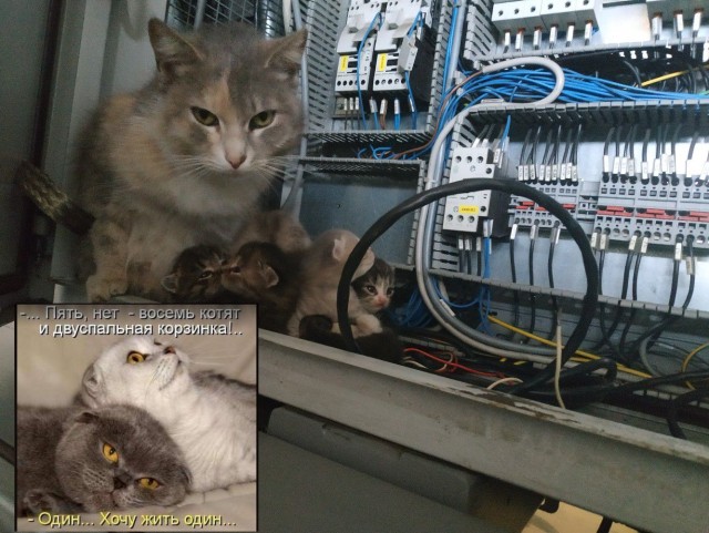 Коты ишачат на заводе