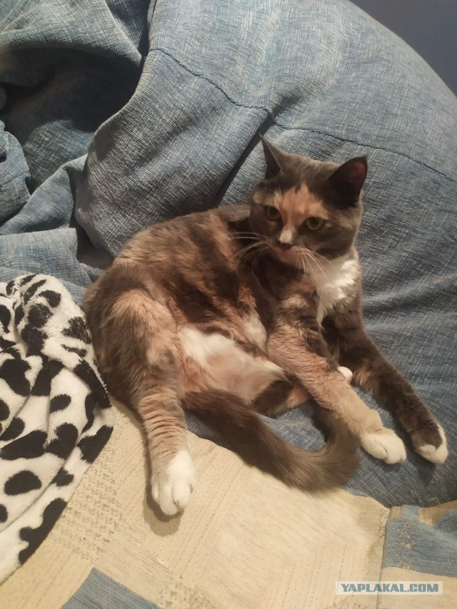 Котовторник. Королева помойки
