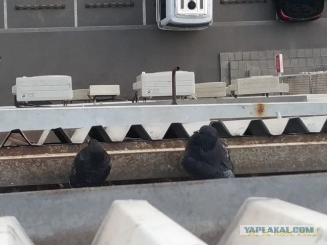 Котейка ушла на облака.